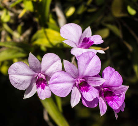 Beautiful orchid in the gardenの写真素材