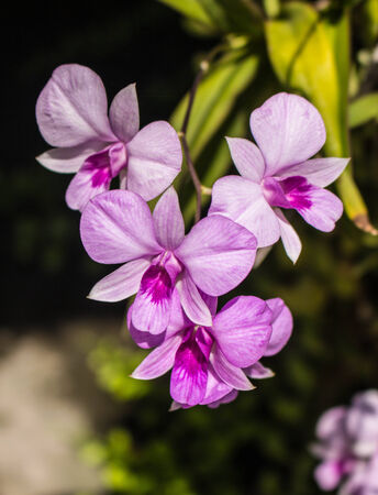 Beautiful orchid grow in the gardenの写真素材