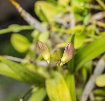 Flower buds growing in the gardenの写真素材