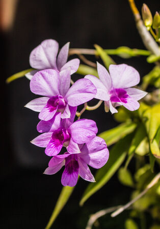 Pink flowers that grow in the garden.の写真素材