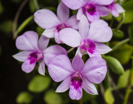 Orchids blooming in the gardenの写真素材