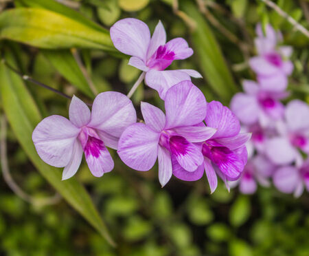 Pink orchids blooming in the garden.の写真素材