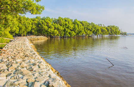 The barrier reef and trees along the shore.の写真素材