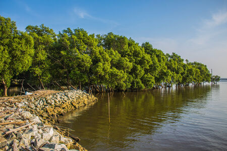 Trees along of the coastの写真素材