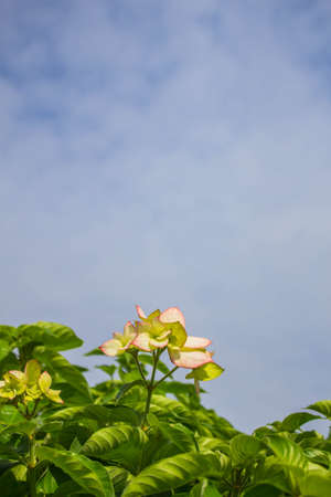 Flowers are blooming the sun.の写真素材