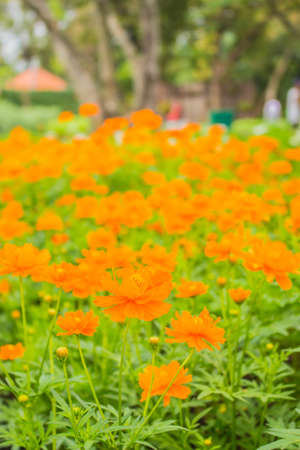 Yellow flowers in the field.の写真素材