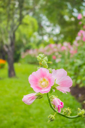 Pink flowers in the parkの写真素材