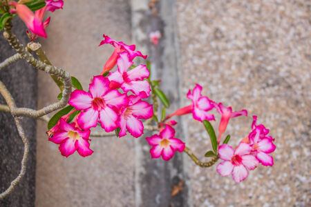Beautiful pink flowers in the garden aisle.の写真素材