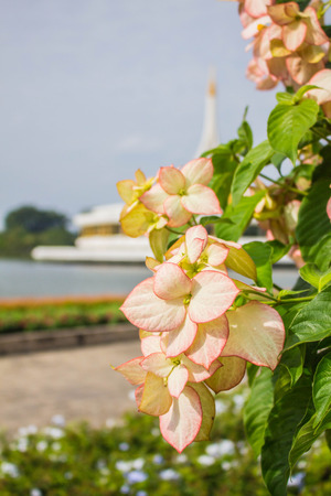 Flowers in the garden near the wellの写真素材