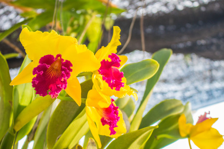 The red and yellow flowers in the garden.の写真素材