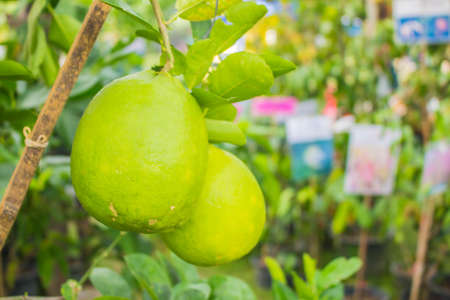 Grapefruit hanging on the tree.の写真素材