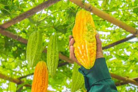 People are picking gourd gardenの写真素材