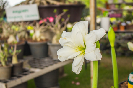 White flowers planted in pots.の写真素材