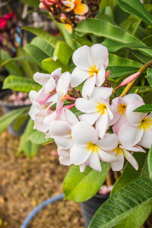 Beautiful white plumeria in the gardenの写真素材