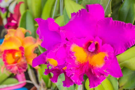 Colorful pink of purple flowersの写真素材