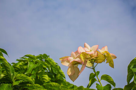 Flowers are blooming and the skyの写真素材