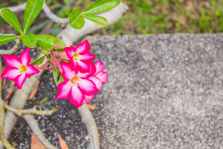pink flowers in the garden aisle.の写真素材
