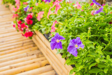 Purple flowers on the sidewalk.の写真素材