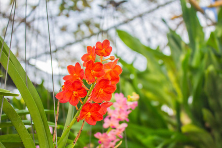Orange flowers in the gardenの写真素材