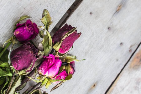 Dry rose placed on a stack of wood.の写真素材