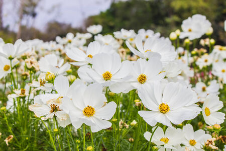 cosmos flowers in the winterの写真素材