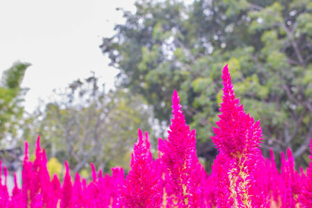 Pink flowers and nature of winter.の写真素材