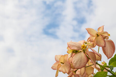 Orange flowers in the gardenの写真素材