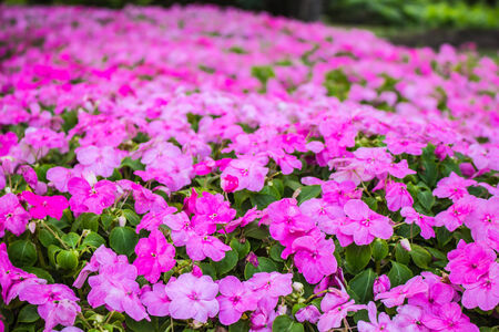 Pink flowers in the winter.の写真素材