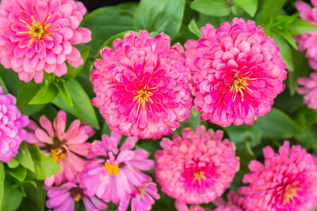 Beautiful pink flowers in winterの写真素材
