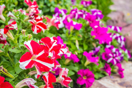 Red flowers in the gardenの写真素材