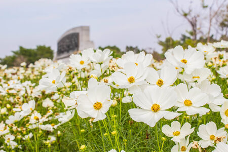 white cosmos flowers in the winterの写真素材