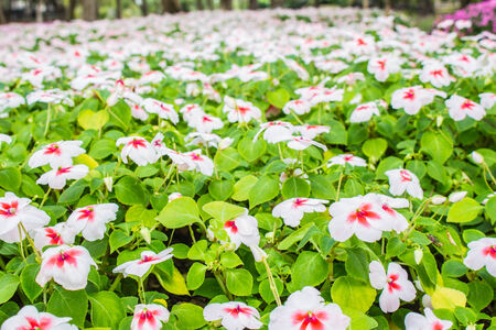White flowers in the garden during the winter.の写真素材