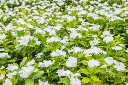 Beautiful white flowers in the garden.の写真素材