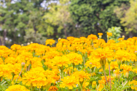 Yellow flowers blooming in the garden.の写真素材