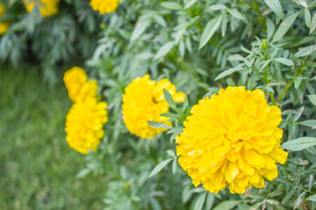 Yellow flowers in the gardenの写真素材