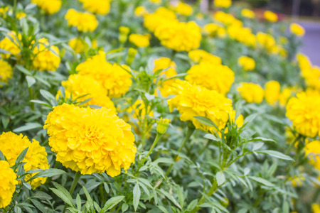Yellow flowers blooming in winter.の写真素材