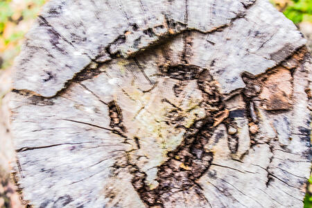 Stump that would take a blur.の写真素材