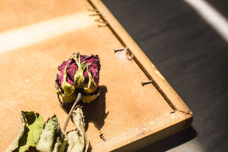 Rose of putting back the old pictures.の写真素材