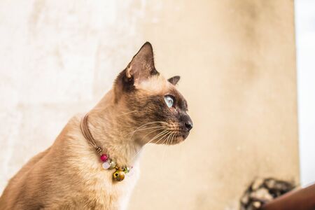 Gray cat looking things on the wooden floor.の写真素材