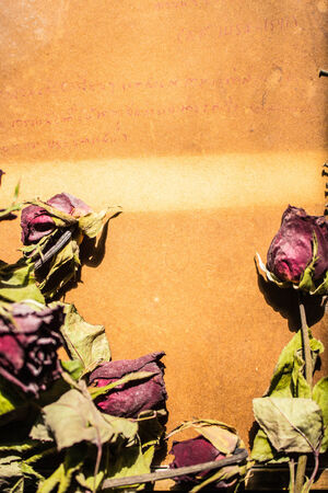 Dry rose on a backgroundの写真素材