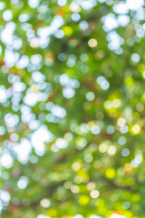 Bokeh from the sun in the shadeの写真素材