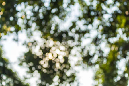 Bouquet of natural light and leaves.の写真素材