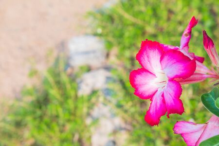 Pink flowers in the backyardの写真素材