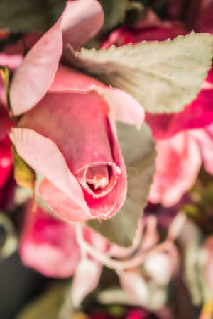 Bud pink roses with blurry images.の写真素材
