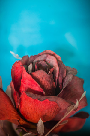 Red roses on a blue background blurry images.の写真素材