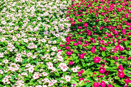 Pink and white flowers in the gardens of winter.の写真素材