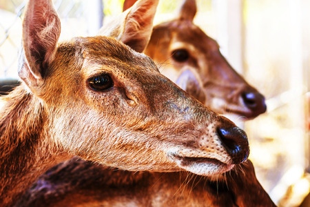 Deer inside a zooの写真素材