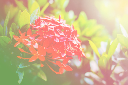 Red flowers with evening sun.の写真素材