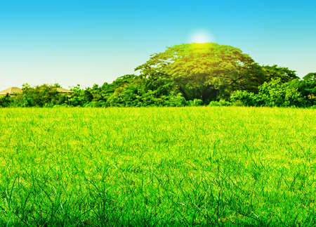 Grass and trees in the garden with the afternoon light.の写真素材