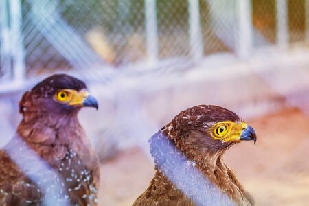 Hawks within the enclosure of a zoo in Thailand.の写真素材